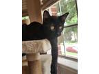 Adopt Flip a All Black Bombay (short coat) cat in Houston, TX (41333242)