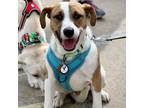 Adopt Oz a White - with Tan, Yellow or Fawn Boxer / Mixed Breed (Medium) / Mixed