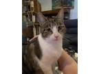 Adopt Gamma a Brown Tabby Domestic Shorthair (short coat) cat in Byron Center