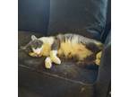 Adopt Bill - shy & loving a Gray or Blue (Mostly) Russian Blue (short coat) cat