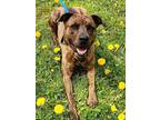 Adopt Sonny a Boxer / Mixed dog in Kingston, NY (40066312)