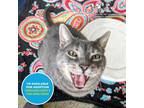 Adopt Nelson a Gray or Blue Domestic Shorthair / Mixed Breed (Medium) / Mixed