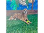 Adopt Bella a Red/Golden/Orange/Chestnut Golden Retriever / Mixed dog in