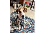 Adopt Ranger a Hound (Unknown Type) / Beagle / Mixed dog in Effingham