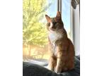 Adopt Ron a Orange or Red Tabby Domestic Shorthair / Mixed (short coat) cat in