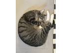 Adopt Mootzie a Gray, Blue or Silver Tabby American Shorthair / Mixed (medium