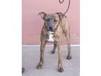 Adopt KAI a Brindle - with White Plott Hound / Mixed dog in Branford