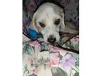 Adopt Maxine a White - with Tan, Yellow or Fawn Miniature Poodle / Bichon Frise