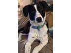 Adopt Morgan a Black - with White Border Collie / Beagle / Mixed dog in Atlanta