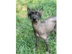 Adopt Darwin a Gray/Silver/Salt & Pepper - with White Xoloitzcuintle/Mexican