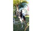 Adopt Kate a Black - with White Border Collie / Mixed dog in Orange City