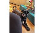 Adopt Mia a Black - with White American Staffordshire Terrier / Labrador