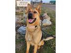 Adopt LouLou a Tan/Yellow/Fawn German Shepherd Dog / Mixed dog in Yreka