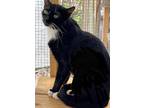 Adopt Boots a Black & White or Tuxedo American Shorthair (short coat) cat in