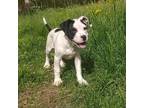 Adopt Sublime - Local Puppy a American Pit Bull Terrier / Mixed dog in