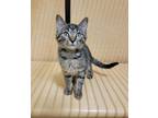 Adopt Taco a Brown Tabby Domestic Shorthair / Mixed Breed (Medium) / Mixed
