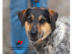 Adopt Moon a Black Bluetick Coonhound / Mixed Breed (Medium) / Mixed (short