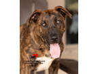 Adopt Drool a Brindle Golden Retriever / Mixed Breed (Medium) / Mixed (short