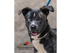 Adopt Kira a Brindle Golden Retriever / Mixed Breed (Medium) / Mixed (short