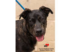 Adopt Dripple a Black Golden Retriever / Mixed Breed (Medium) / Mixed (short