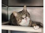 Adopt Fluff Nugget a Tan or Fawn Tabby Domestic Shorthair (short coat) cat in