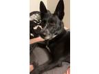 Adopt Kiva a Black - with White German Shepherd Dog / Australian Cattle Dog /