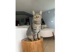 Adopt Vera a Gray, Blue or Silver Tabby American Shorthair / Mixed (short coat)