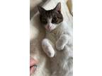 Adopt Cargo a Brown Tabby Domestic Shorthair (short coat) cat in New London
