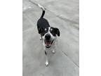 Adopt Ethan a Black - with White Mixed Breed (Medium) / Australian Shepherd /