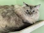 Adopt Glory aka Zsa Zsa a Cream or Ivory Siamese / Mixed Breed (Medium) / Mixed