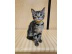 Adopt Jasmine a Brown Tabby Domestic Shorthair / Mixed Breed (Medium) / Mixed