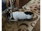 Adopt Junia a Tricolor (Tan/Brown & Black & White) Australian Shepherd / Boxer /