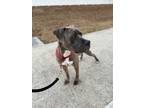 Adopt Ace a Brindle American Pit Bull Terrier / Mixed dog in Huntsville