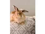 Adopt Willie a Copper Lionhead / Mixed (long coat) rabbit in Olive Branch