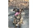 Adopt Ty a American Pit Bull Terrier / American Pit Bull Terrier / Mixed dog in