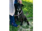 Adopt Mark a Labrador Retriever / Terrier (Unknown Type, Small) / Mixed dog in