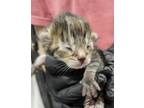 Adopt Balsamic a All Black Domestic Shorthair / Mixed Breed (Medium) / Mixed