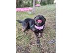 Adopt GINA a Tan/Yellow/Fawn - with Black Plott Hound / German Shepherd Dog /