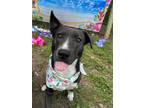 Adopt Daisy a Black - with White Terrier (Unknown Type, Medium) / Canaan Dog /