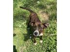 Adopt ANNIE - ka a Brindle - with White Basset Hound / Labrador Retriever /