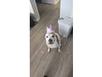 Adopt Zoey a White - with Brown or Chocolate Staffordshire Bull Terrier / Mixed