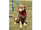 Adopt Hunny a Red/Golden/Orange/Chestnut Australian Kelpie / Mixed dog in