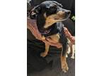 Adopt Rosa a Black - with Tan, Yellow or Fawn Miniature Pinscher / Mixed dog in