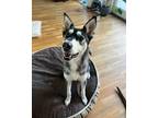 Adopt Lady Bug a Black - with White Husky / Mixed dog in El Paso, TX (41332200)