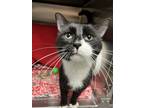 Adopt Cabbage a Black & White or Tuxedo Domestic Shorthair / Mixed (short coat)