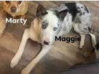 Adopt Maggie a Black - with White Australian Shepherd / Mixed dog in Hagerstown