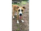 Adopt Avery a Collie / Shepherd (Unknown Type) / Mixed dog in Scottsboro