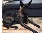 Adopt Ren a Brindle Dutch Shepherd / Mixed dog in Bentonville, AR (41332040)