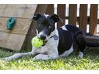 Adopt Jill a Black - with White Labrador Retriever / Pointer dog in North