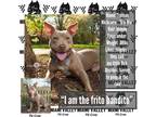 Adopt Truman a Tan/Yellow/Fawn Pit Bull Terrier / Mixed dog in Dayton